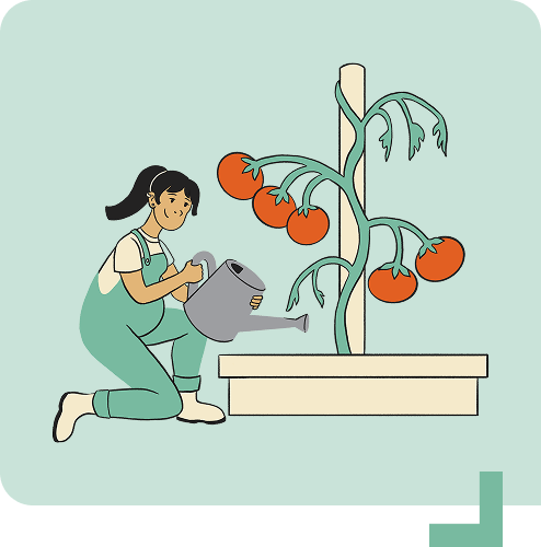 Femme arrosant des tomates